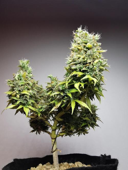 Northern Light auto/ FC-E4800/ 90x60x140. Week 13