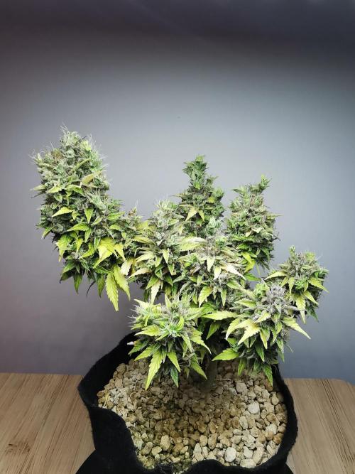 Northern Light auto/ FC-E4800/ 90x60x140. Week 13