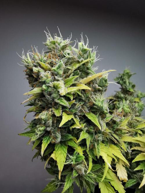 Northern Light auto/ FC-E4800/ 90x60x140. Week 13