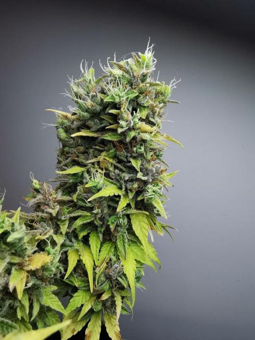 Northern Light auto/ FC-E4800/ 90x60x140. Week 13