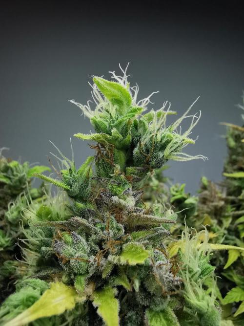 Northern Light auto/ FC-E4800/ 90x60x140. Week 13