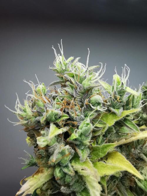 Northern Light auto/ FC-E4800/ 90x60x140. Week 13