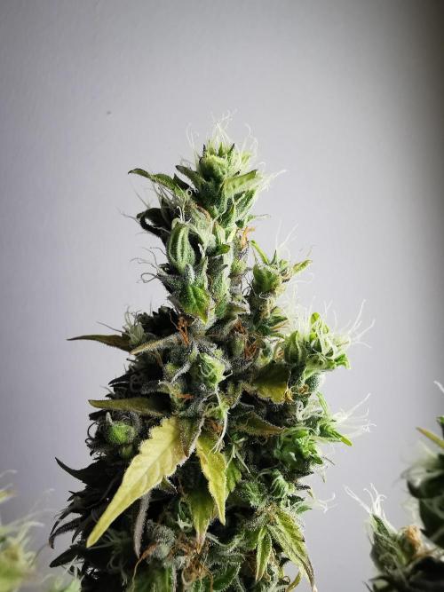 Northern Light auto/ FC-E4800/ 90x60x140. Week 13