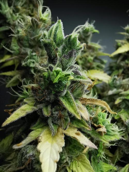 Northern Light auto/ FC-E4800/ 90x60x140. Week 13