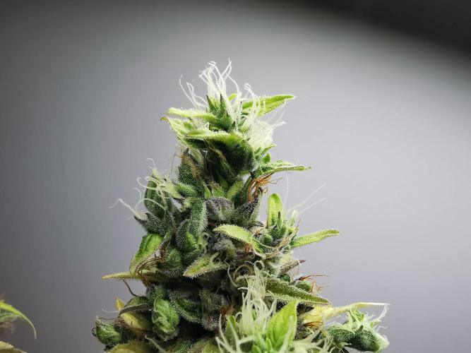 Northern Light auto/ FC-E4800/ 90x60x140. Week 13