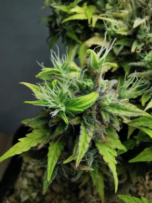 Northern Light auto/ FC-E4800/ 90x60x140. Week 13