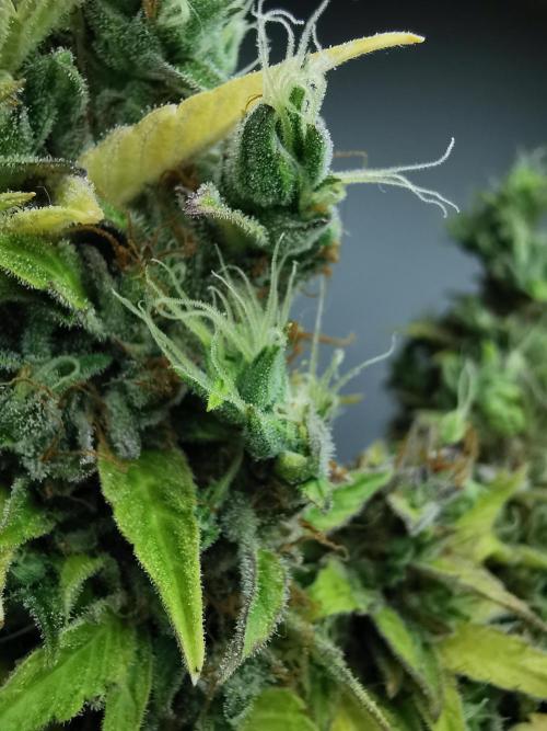 Northern Light auto/ FC-E4800/ 90x60x140. Week 13