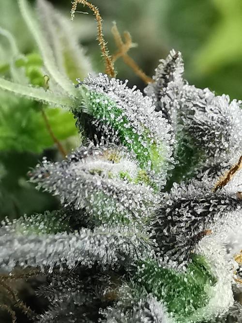Northern Light auto/ FC-E4800/ 90x60x140. Week 13