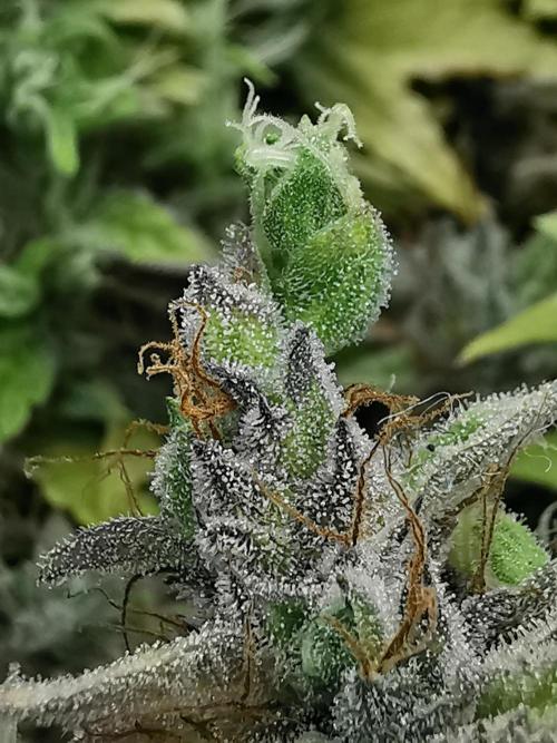 Northern Light auto/ FC-E4800/ 90x60x140. Week 13
