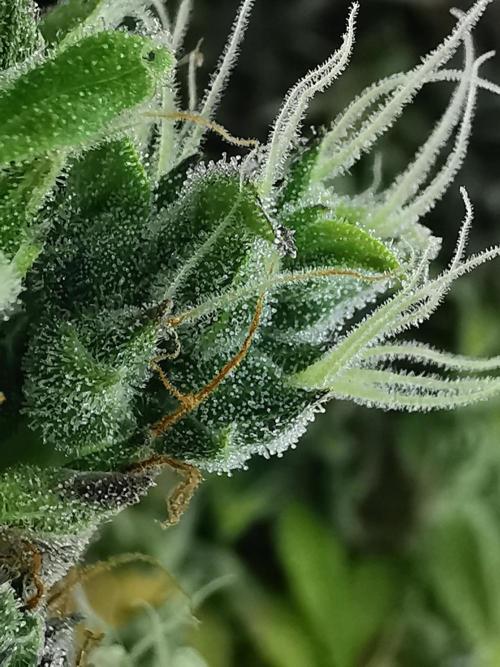 Northern Light auto/ FC-E4800/ 90x60x140. Week 13