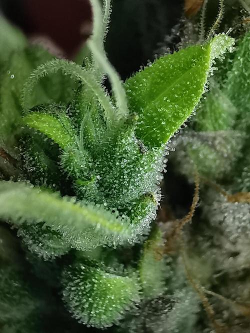 Northern Light auto/ FC-E4800/ 90x60x140. Week 13