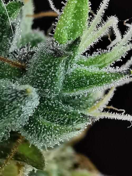 Northern Light auto/ FC-E4800/ 90x60x140. Week 13