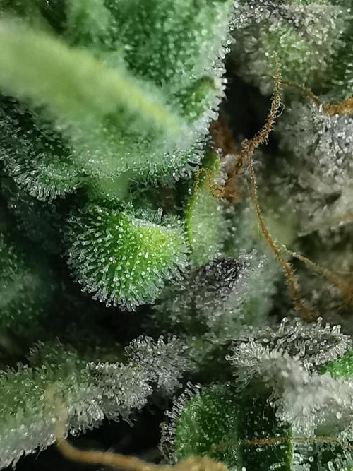 Northern Light auto/ FC-E4800/ 90x60x140. Week 13