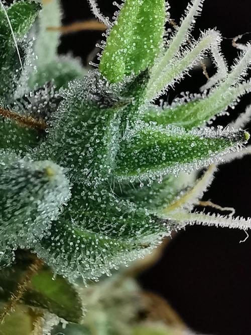 Auto Northern Lights. Week 13