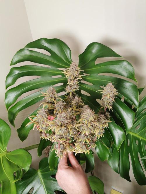 Big Demon auto / FC-E4800 / 90x60x140. Week 14