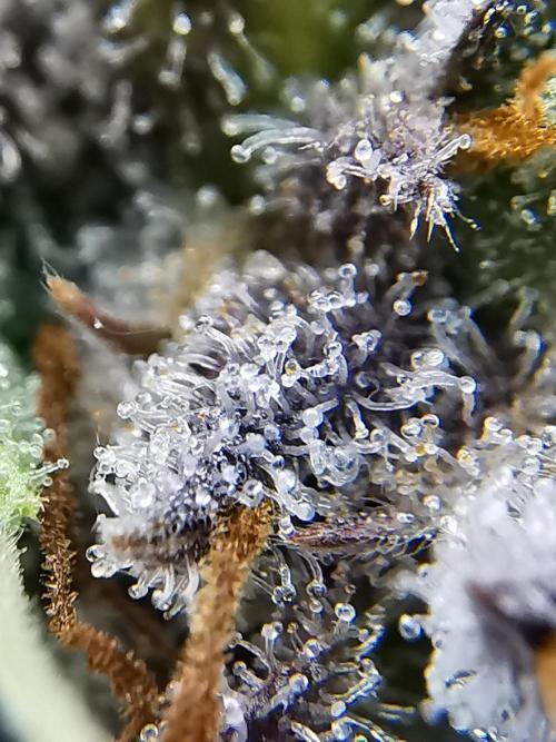 Big Demon auto / FC-E4800 / 90x60x140. Week 14