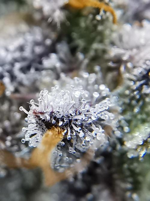 Big Demon auto / FC-E4800 / 90x60x140. Week 14