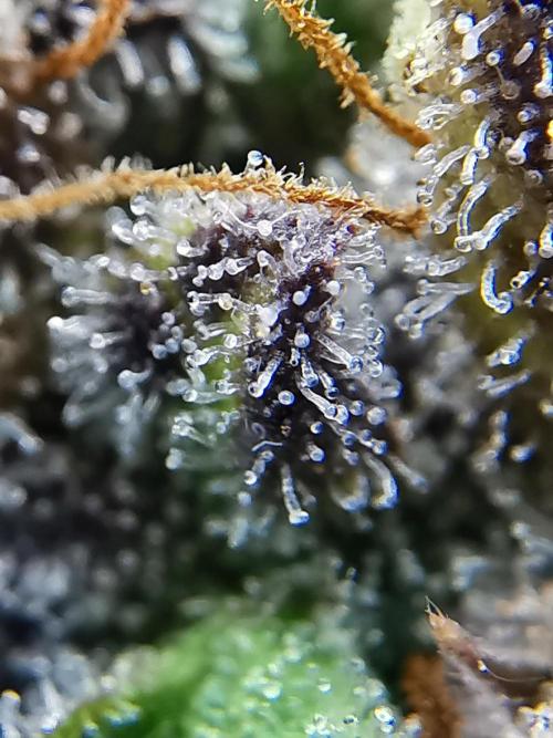 Big Demon auto / FC-E4800 / 90x60x140. Week 14