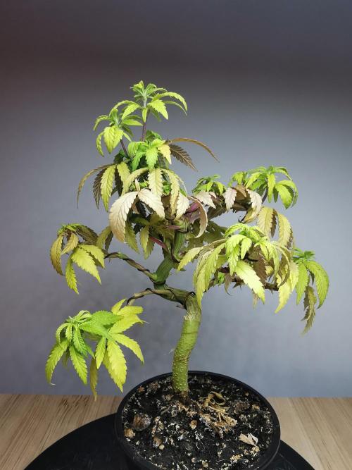 Tropical Spritzer 1 /FC-E4800 /90x60x140. Week 11