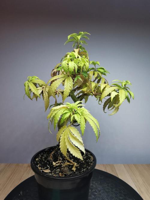 Tropical Spritzer 1 /FC-E4800 /90x60x140. Week 11