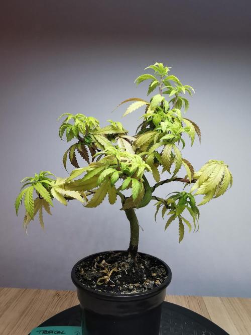 Tropical Spritzer 1 /FC-E4800 /90x60x140. Week 11