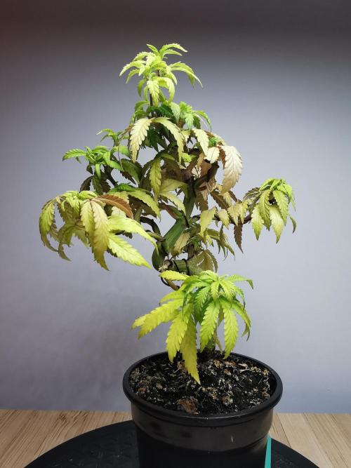 Tropical Spritzer 1 /FC-E4800 /90x60x140. Week 11