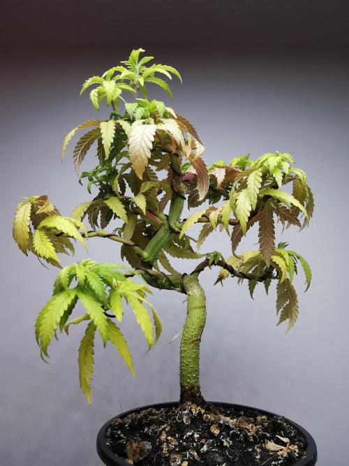 Tropical Spritzer 1 /FC-E4800 /90x60x140. Week 11