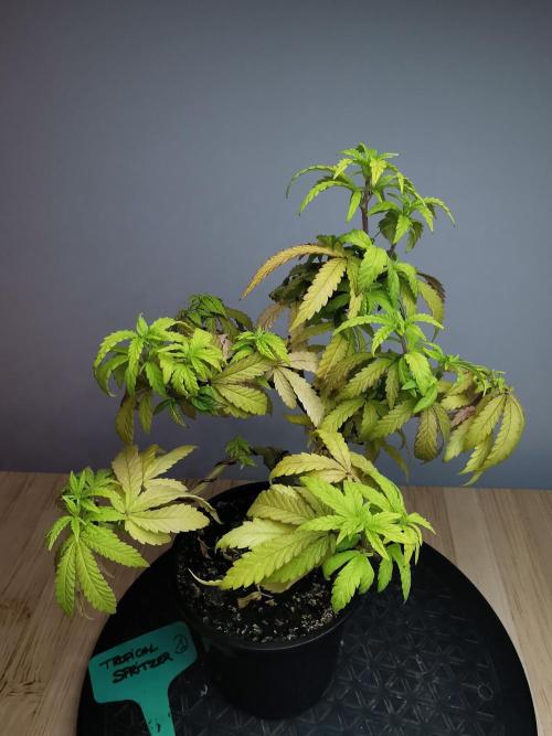 Tropical Spritzer 1 /FC-E4800 /90x60x140. Week 11