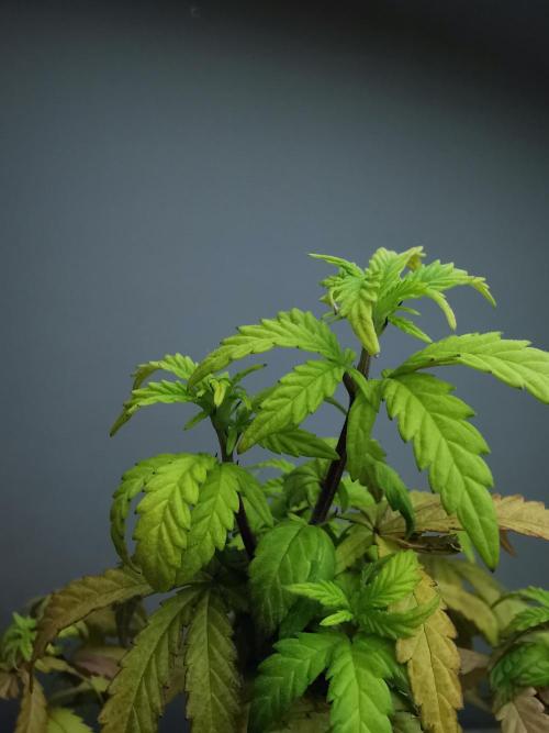 Tropical Spritzer 1 /FC-E4800 /90x60x140. Week 11