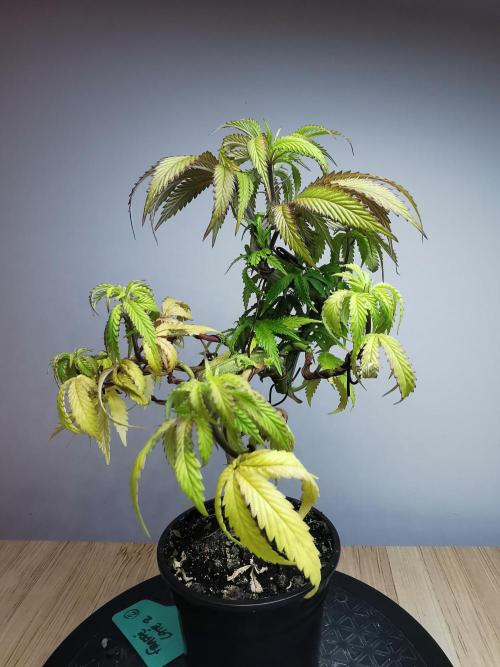 Frappe Late Z  2 / FC-E4800 / 90x60x140. Week 11