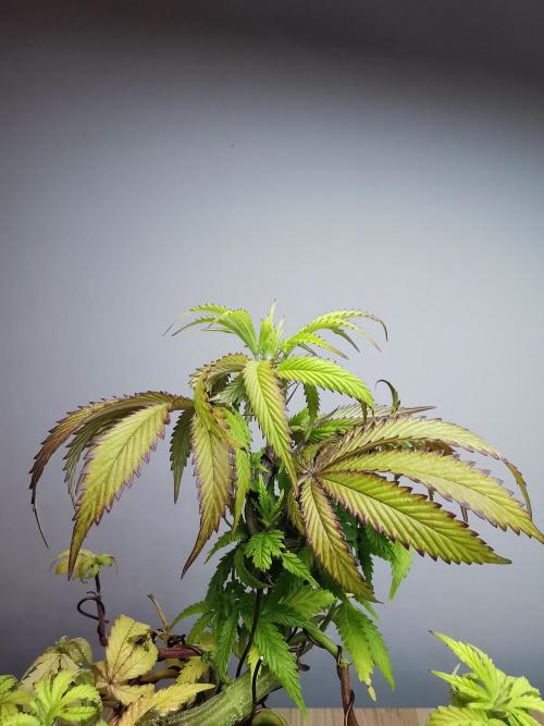 Frappe Late Z  2 / FC-E4800 / 90x60x140. Week 11