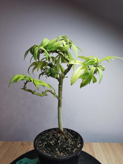 Frappe Late Z  3 / FC-E4800 /90x60x140. Week 11