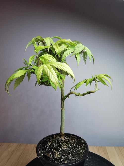 Frappe Late Z  3 / FC-E4800 /90x60x140. Week 11