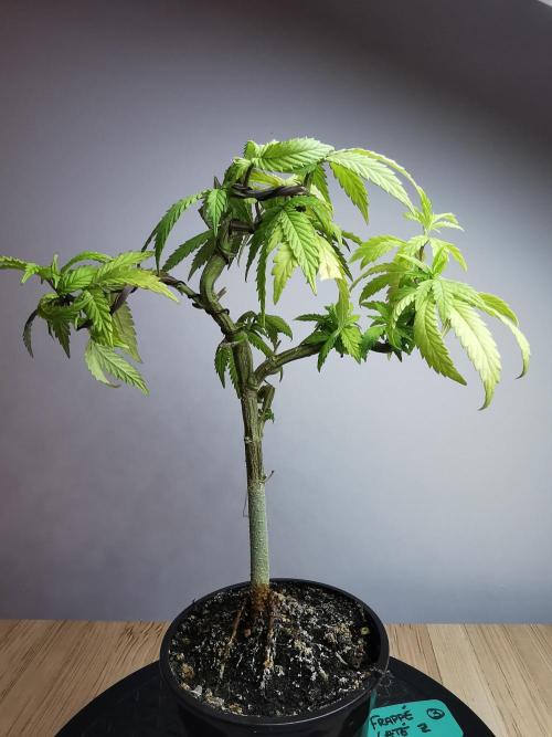 Frappe Late Z  3 / FC-E4800 /90x60x140. Week 11