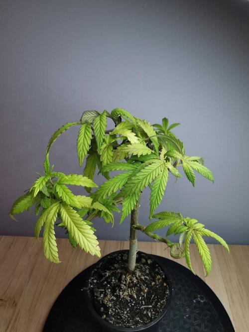 Frappe Late Z  3 / FC-E4800 /90x60x140. Week 11