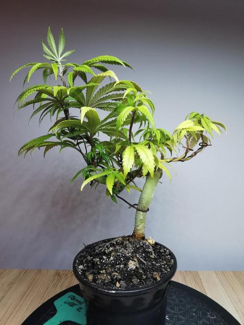 Frappe Late Z  4 / FC-E4800 / 90x60x140. Week 11