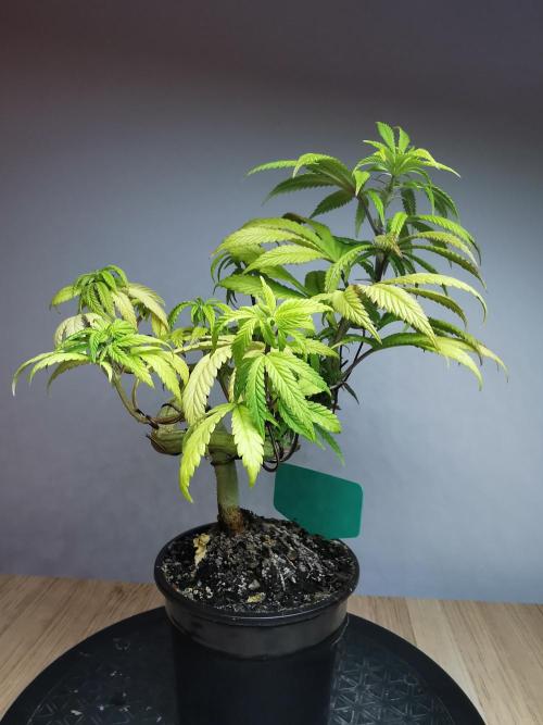 Frappe Late Z  4 / FC-E4800 / 90x60x140. Week 11
