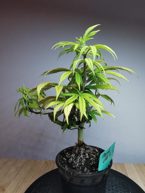 Frappe Late Z  4 / FC-E4800 / 90x60x140. Week 11