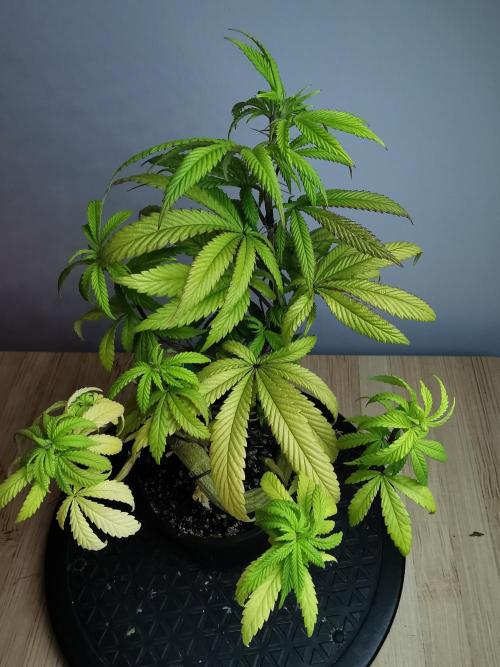 Frappe Late Z  4 / FC-E4800 / 90x60x140. Week 11