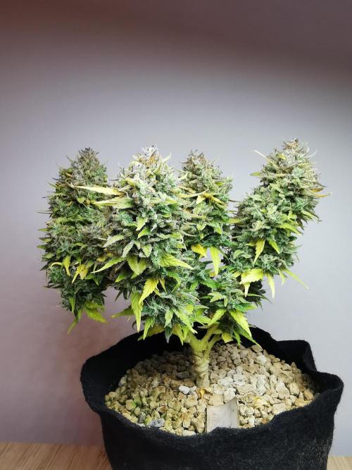 Apple Betty auto / FC-E4800 / 90x60x140. Week 14