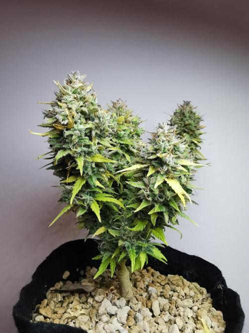 Apple Betty auto / FC-E4800 / 90x60x140. Week 14