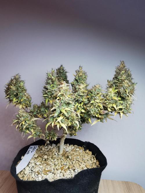 Devil XL auto / FC-E4800 / 90x60x140. Week 14