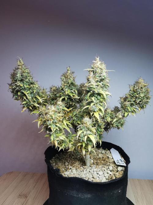 Devil XL auto / FC-E4800 / 90x60x140. Week 14