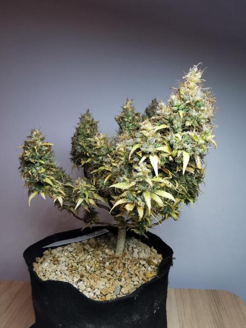 Devil XL auto / FC-E4800 / 90x60x140. Week 14