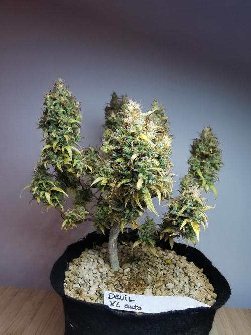 Devil XL auto / FC-E4800 / 90x60x140. Week 14