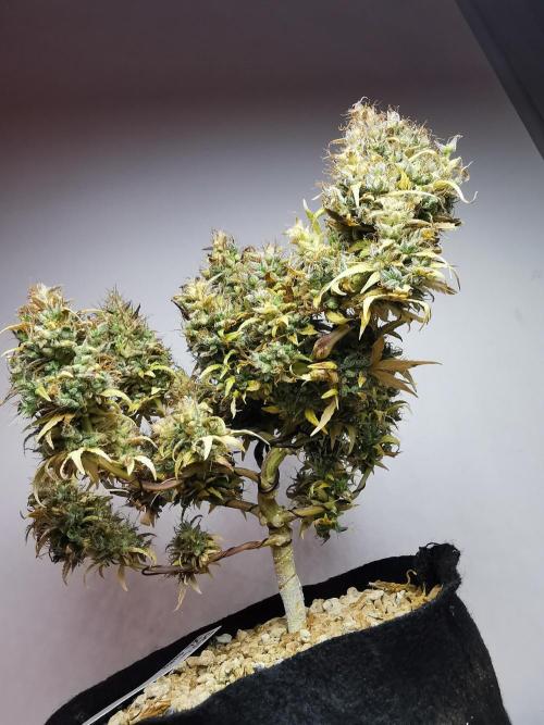 Devil XL auto / FC-E4800 / 90x60x140. Week 14