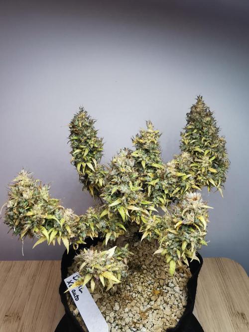 Devil XL auto / FC-E4800 / 90x60x140. Week 14