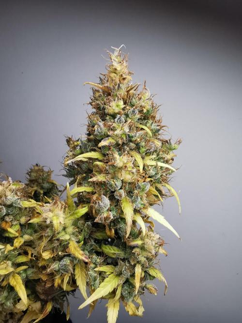 Devil XL auto / FC-E4800 / 90x60x140. Week 14