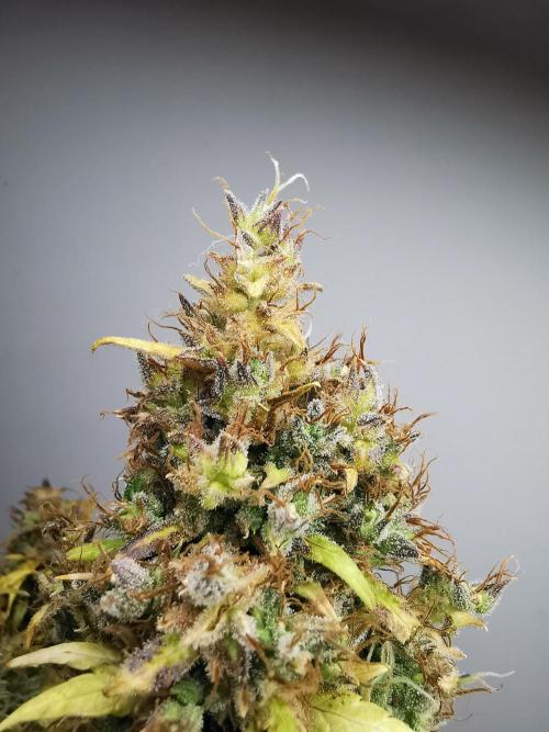 Devil XL auto / FC-E4800 / 90x60x140. Week 14