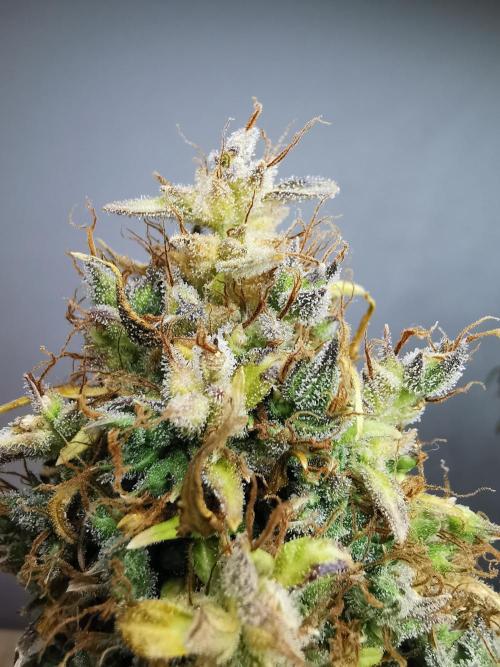 Devil XL auto / FC-E4800 / 90x60x140. Week 14